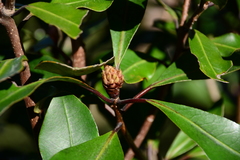 Pittosporum huttonianum
