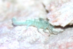 Serradigitus gertschi