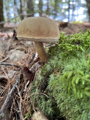Leccinum holopus