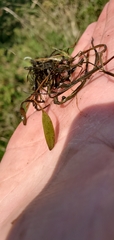 Potamogeton
