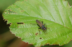 Cordilura