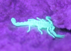 Serradigitus gertschi