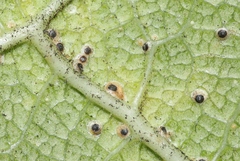 Hemiberlesia lataniae