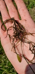 Potamogeton