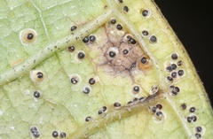 Hemiberlesia lataniae