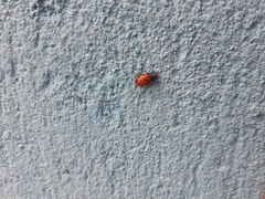 Hippodamia convergens