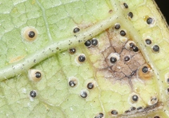 Hemiberlesia lataniae