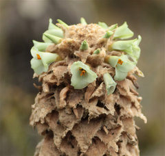 Puya
