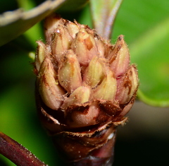 Pittosporum huttonianum