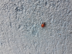 Hippodamia convergens