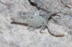 Serradigitus gertschi