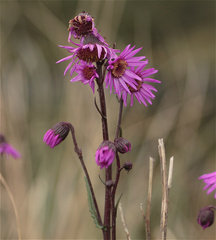 Senecio formosus