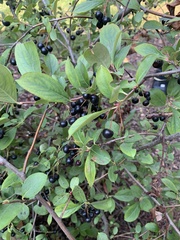 Aronia