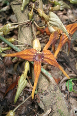Aristolochia macrocarpa image