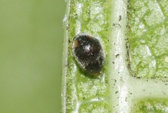 Scymninae