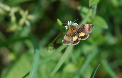 Panemeria tenebrata
