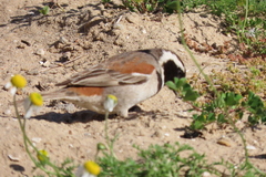 Passer melanurus melanurus