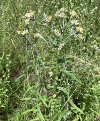 Pseudognaphalium macounii