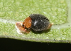 Cryptolaemus montrouzieri