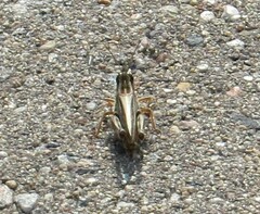 Melanoplini