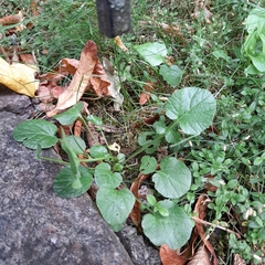 Barbarea vulgaris