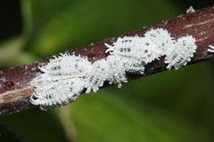 Phenacoccus solenopsis