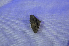 Digrammia gnophosaria