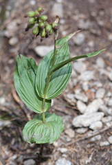 Epipactis
