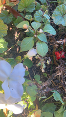 Impatiens walleriana