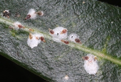 Pseudaulacaspis cockerelli