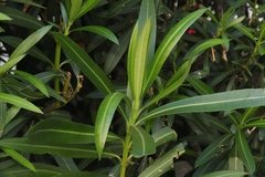 Pseudaulacaspis cockerelli