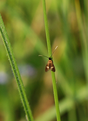Cauchas fibulella
