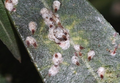 Pseudaulacaspis cockerelli