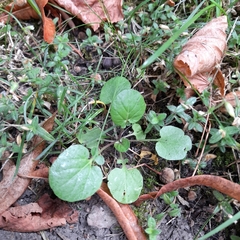 Barbarea vulgaris