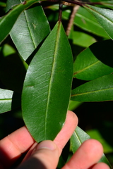 Pittosporum huttonianum