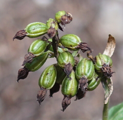 Epipactis