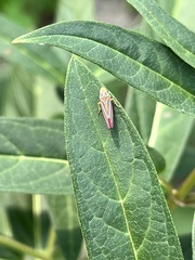 Graphocephala coccinea