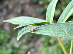 Graphocephala coccinea