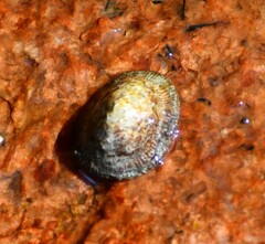 Siphonaria naufragum