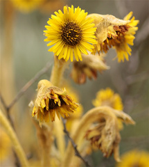 Espeletia barclayana