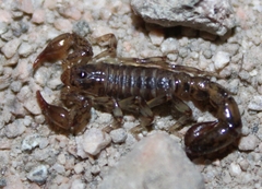 Superstitionia donensis