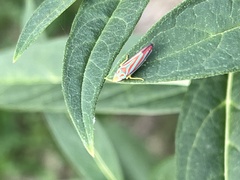 Graphocephala coccinea
