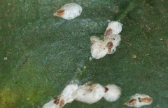 Pseudaulacaspis cockerelli