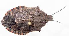 Brochymena quadripustulata