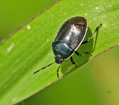 Sehirus cinctus