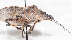 Brochymena quadripustulata