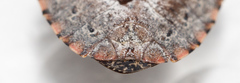 Brochymena quadripustulata