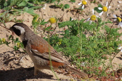 Passer melanurus melanurus