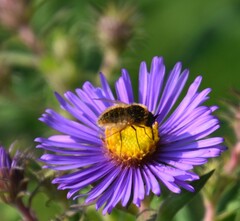 Sparnopolius confusus