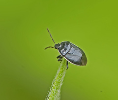 Sehirus cinctus